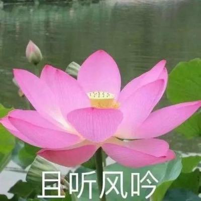 传送门骑士小米版下载